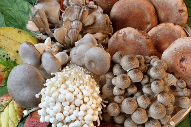 きのこ 種類