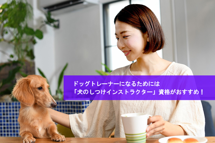 ドッグトレーナーになるためには犬のしつけインストラクター資格がおすすめ!