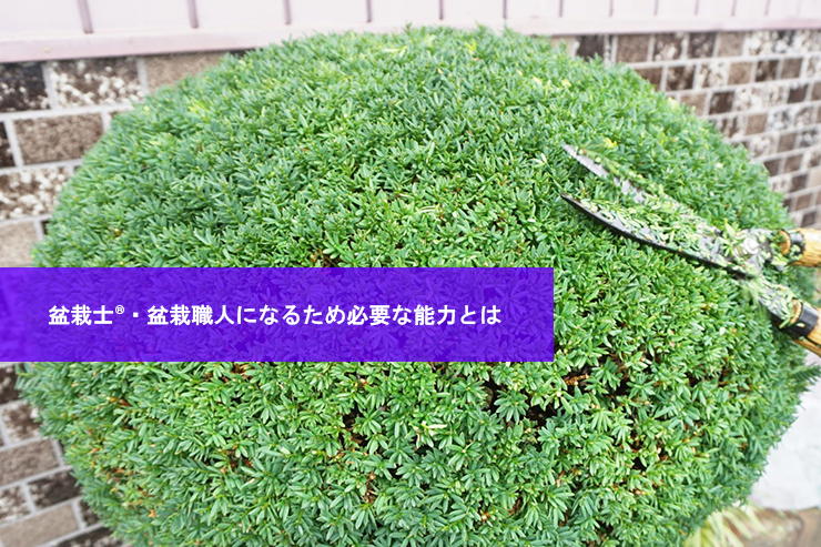 盆栽士®・盆栽職人になるには?必要な資格や仕事内容を解説