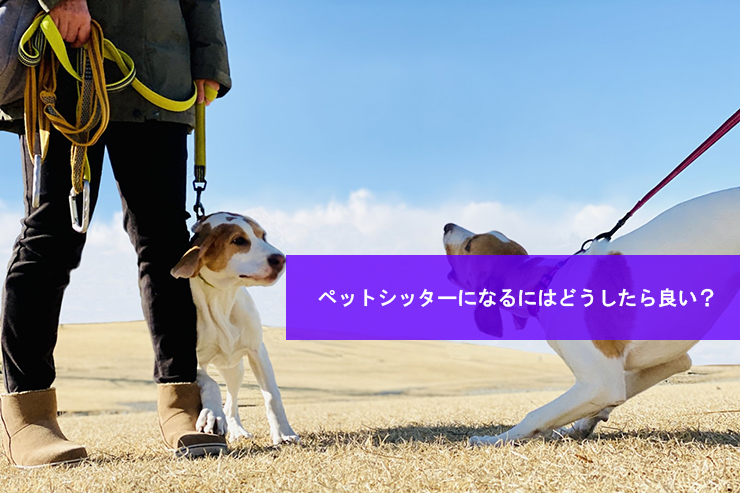 ペットシッターになるにはどうしたら良い?