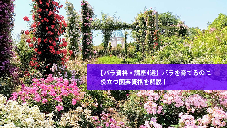 【バラ資格・講座4選】バラを育てるのに役立つ園芸資格を解説!