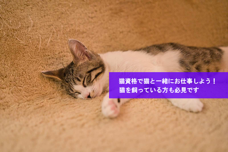 猫資格で猫と一緒にお仕事しよう!猫を飼っている方も必見です