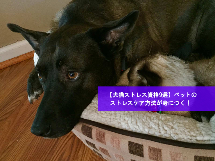 【犬猫ストレス資格9選】ペットのストレスケア方法が身につく!