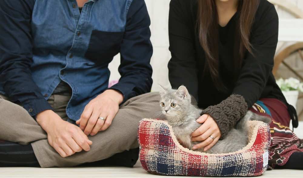 猫の交配とは?タイミングや流れ・注意点を解説