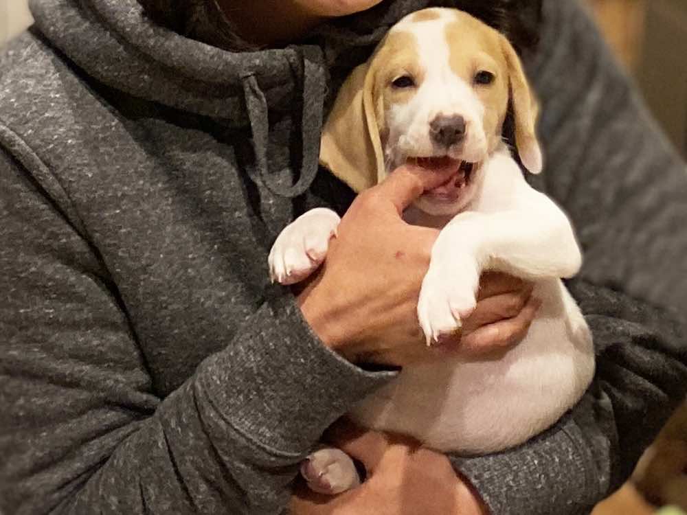 犬が甘噛みする理由は？成犬と子犬の違いや改善するための方法を解説