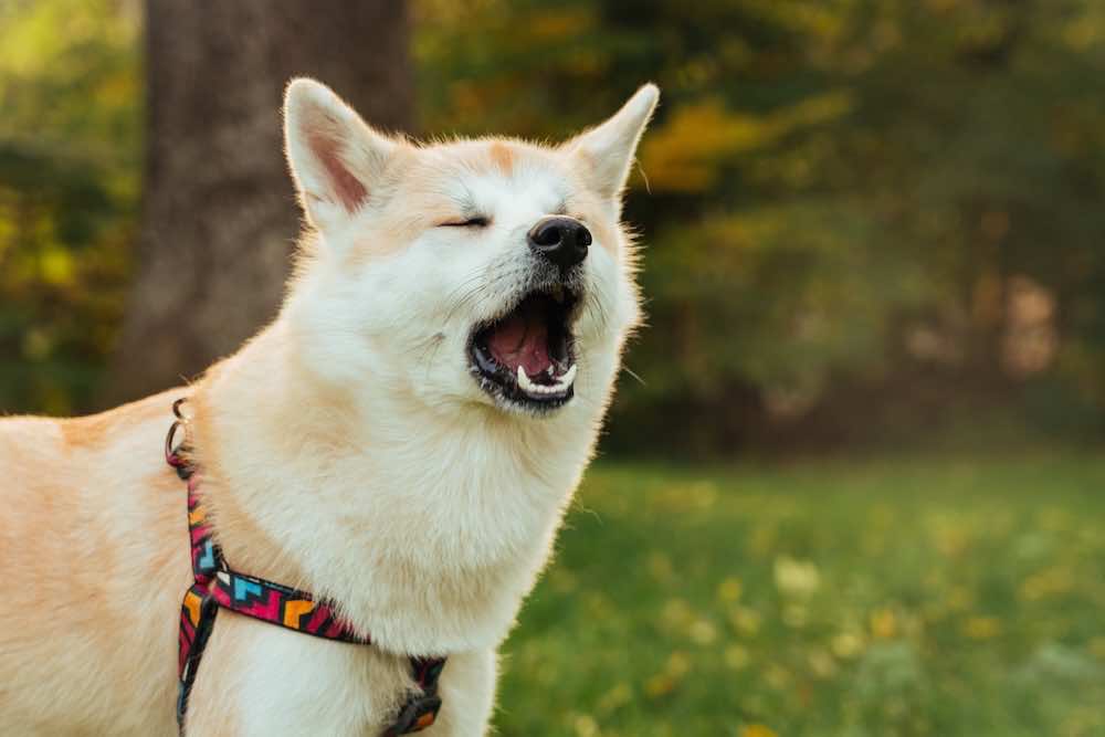 犬が無駄吠えする理由は？基本や主な原因・やめさせる方法を解説