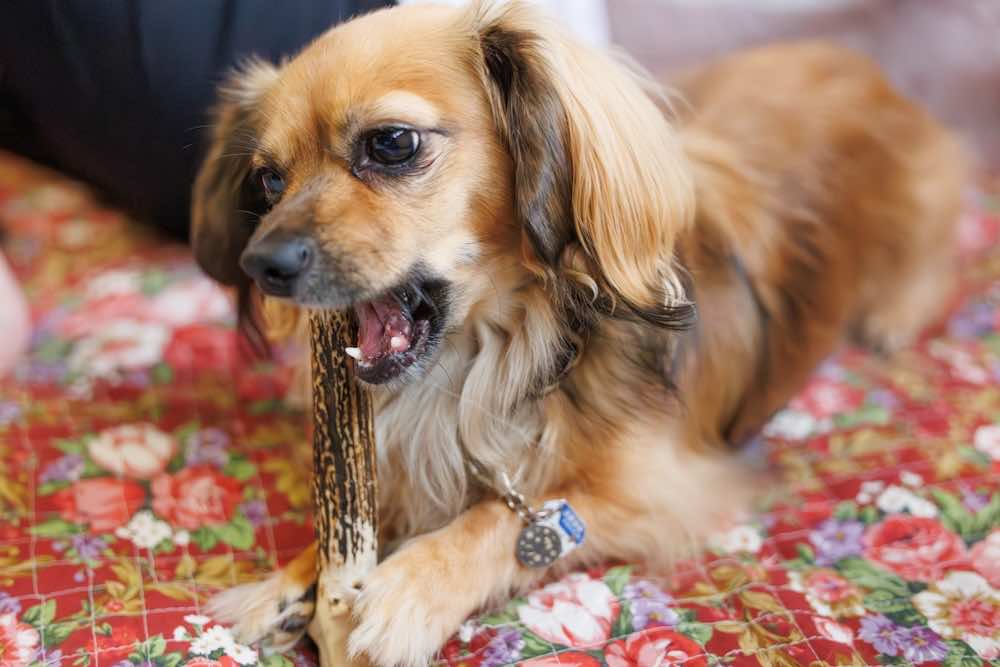 犬の問題行動の原因とは？対処法や飼育環境の整え方を解説