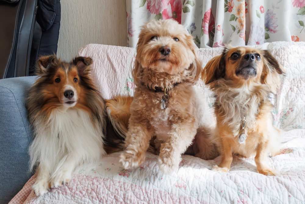 トイプードルのトリミングは？カットの種類と特徴・注意点を解説