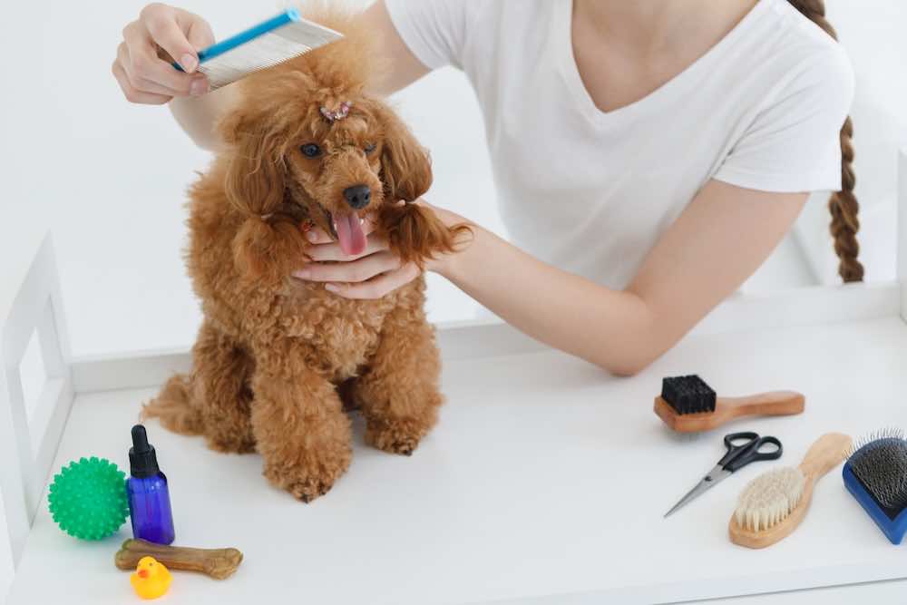 トリミングとグルーミングの違いとは？基本や施術の流れ・注意したいことを徹底解説