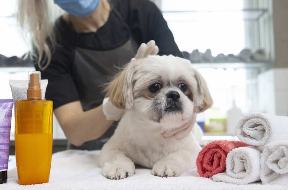 犬のひげはカットする？理由やメリット・注意点を徹底解説