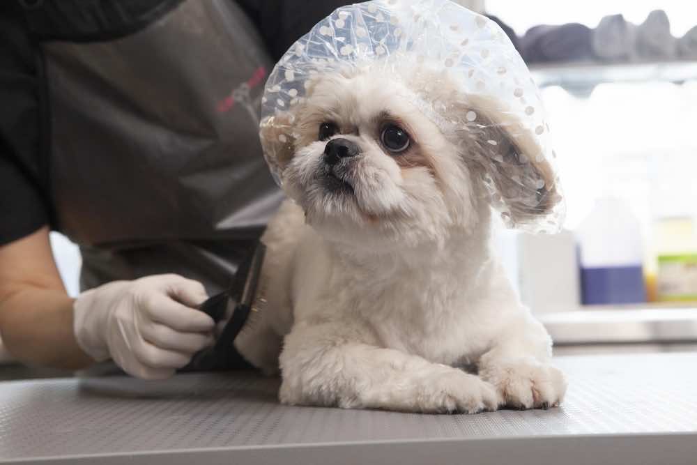 子犬のトリミングは必要？始める時期や方法・頻度を徹底解説