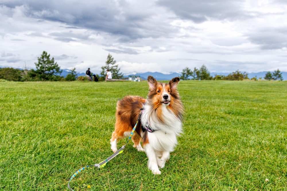 カーミングシグナルとは?その重要性と適切な対応方法を徹底解説