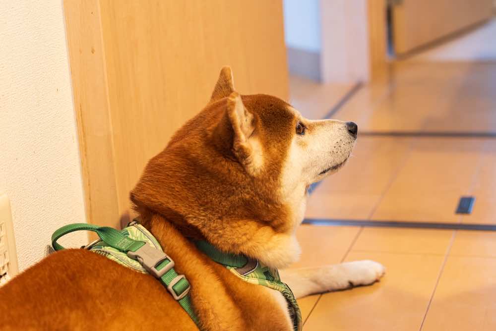 しぐさからわかる犬の気持ちと心理状態！愛情やコミュニケーションの重要性を解説