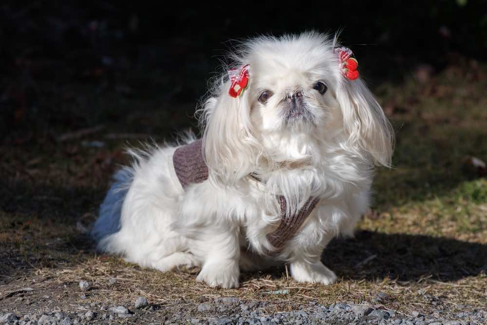 犬がブルブル震える理由とは？症状や特徴・対処法を解説