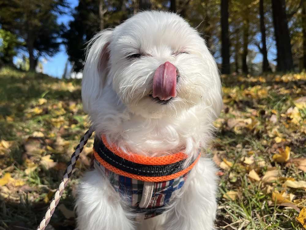 犬が鼻を舐める意味とは?理由や心理・見極める方法を解説