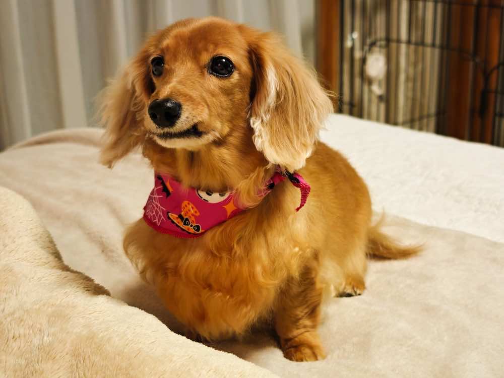 犬のストレスサインの原因と対策!症状チェックと解消法を解説