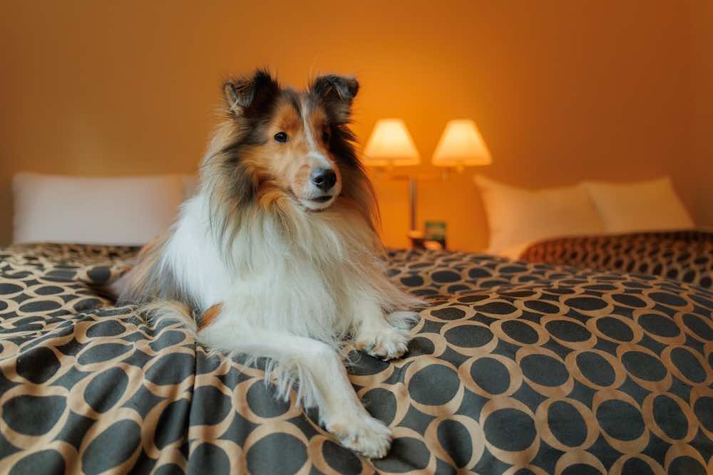 犬の分離不安症の症状と原因は?対処方法や治し方を解説