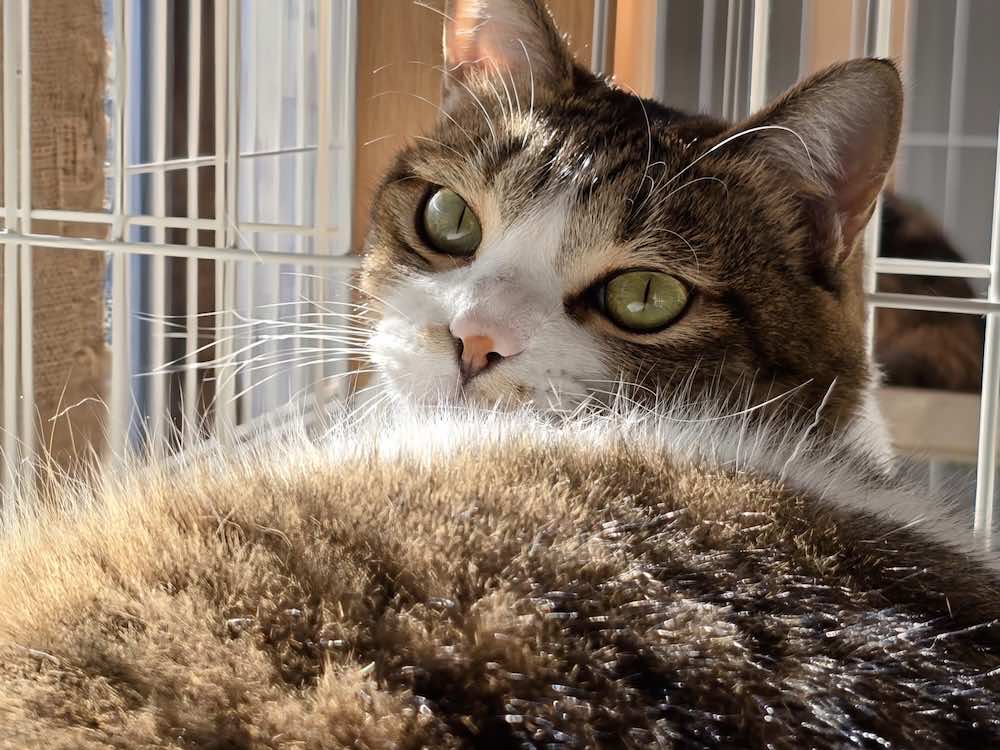 猫のストレスサインとは?原因や症状・チェック方法を解説