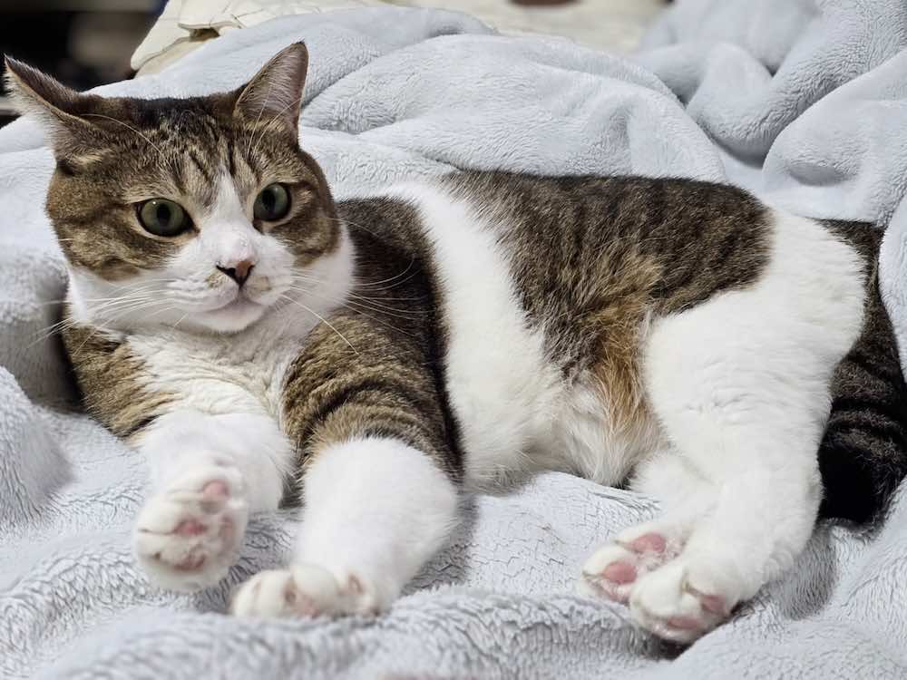 猫の過剰グルーミングとは?症状や原因・注意点を解説