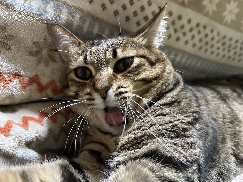 猫の分離不安症とは?原因や症状・治療法を徹底解説