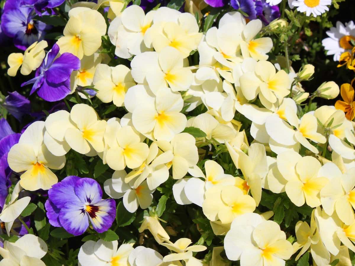 【ガーデニング】初心者にも育てやすい植物は？おすすめの多年草（宿根草）