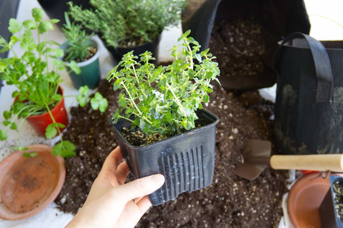 【狭くてもOK】ベランダガーデニングのレイアウト法!初心者向けに解説