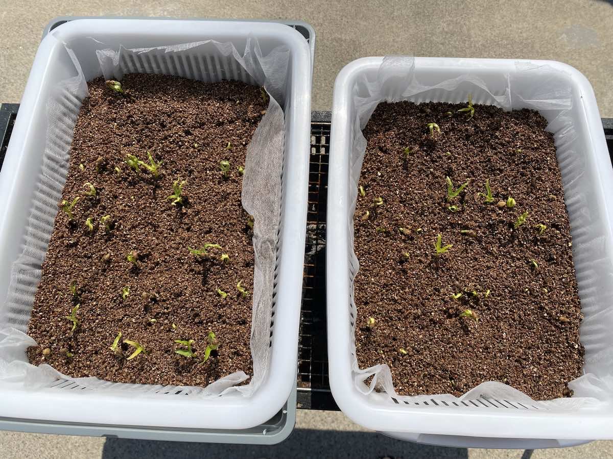 ガーデニングに使う土の選び方は?初心者にもできる作り方も解説!