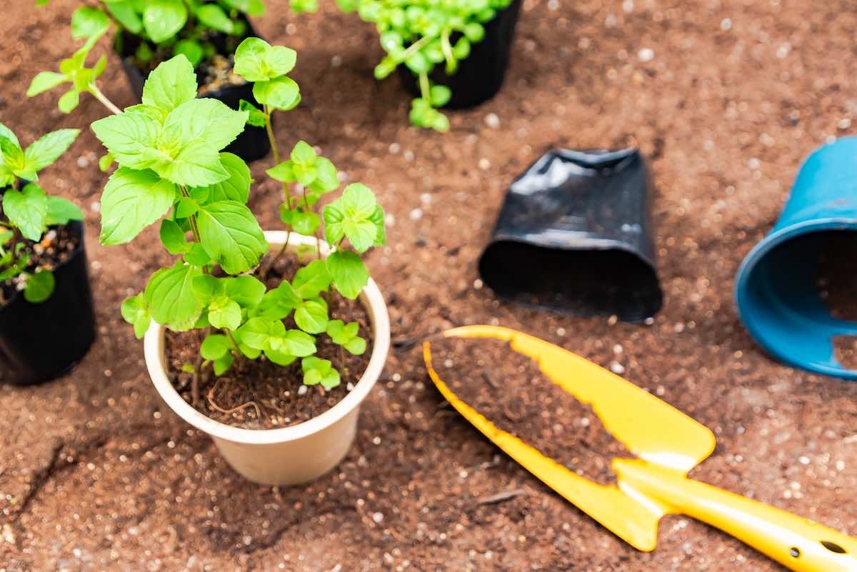 ガーデニングに必要なものとは？初心者におすすめの道具を解説！
