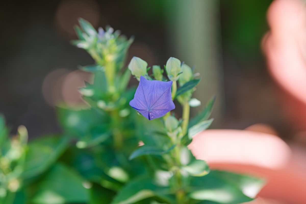 シェードガーデンとは？基礎知識とおしゃれなレイアウトのコツ