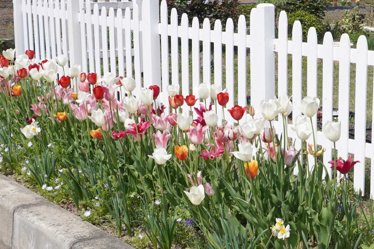 花壇レイアウトのコツとは？ガーデニング初心者でも簡単！