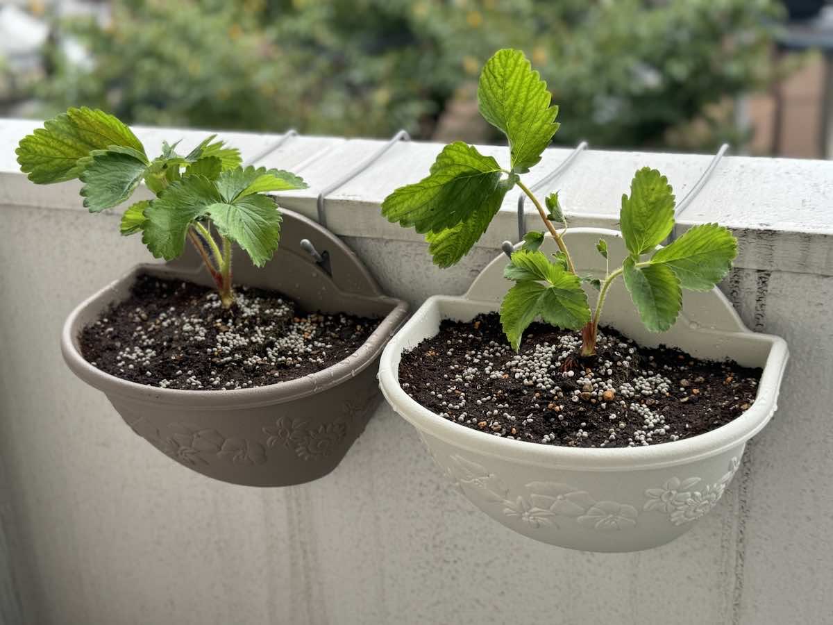 狭い庭・小さい庭でもできる！ガーデニングアイデア集