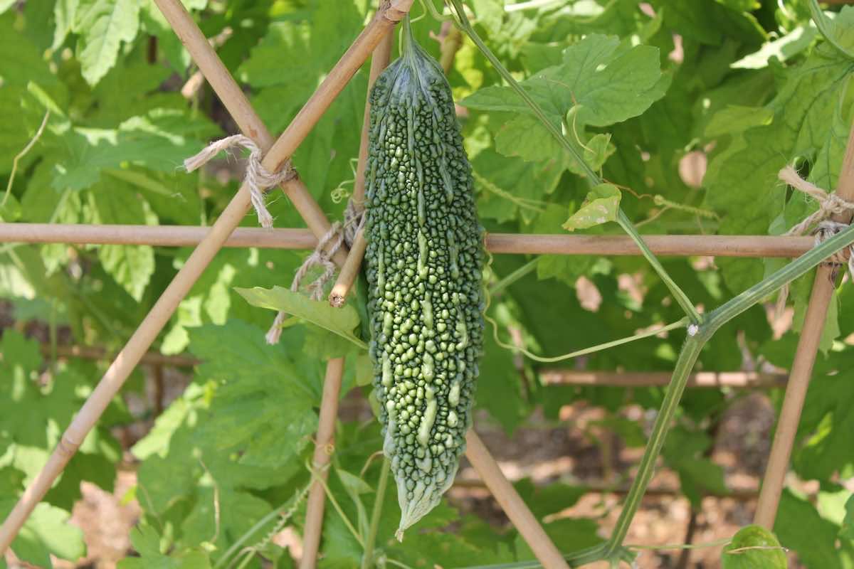 ゴーヤをベランダで育てるには？ネットの張り方や栽培方法とは