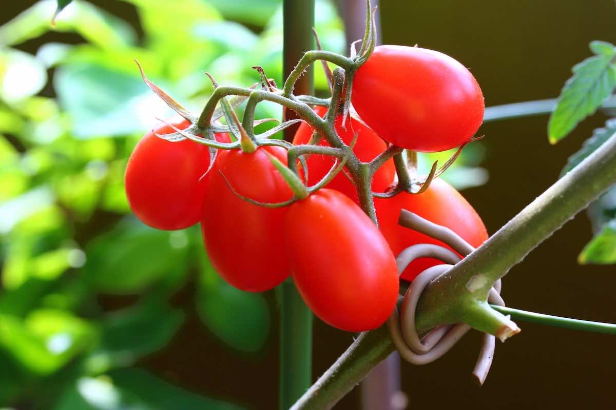 ベランダでトマトを育てるには?水やりの頻度や虫除けまで解説