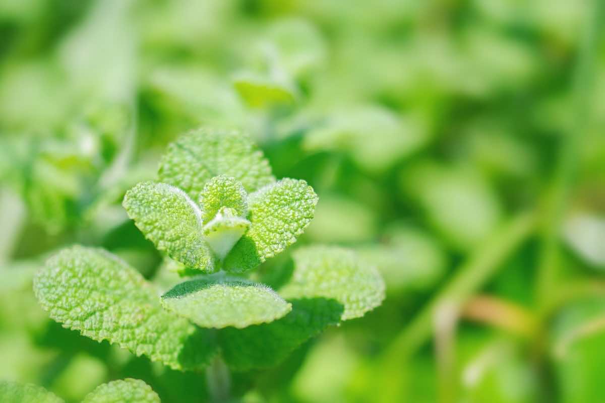 ベランダでハーブを育てる方法！ハーブの種類や寄せ植えの仕方