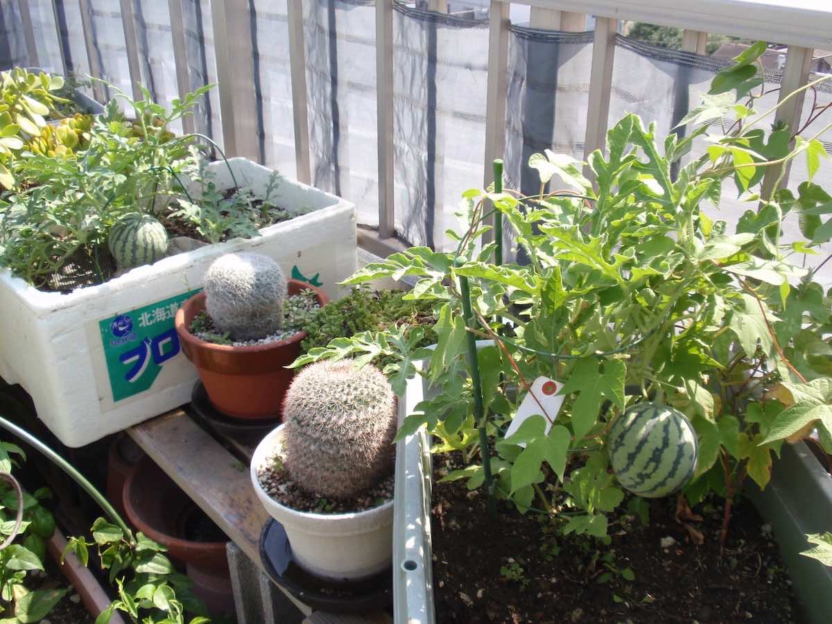 ベランダで育てられる果物とは?簡単に栽培できる果物も紹介!