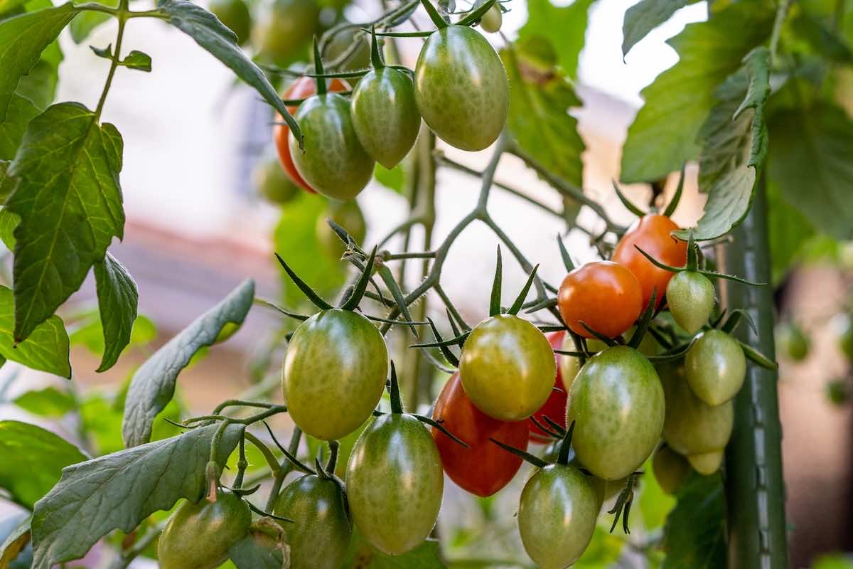 ベランダ菜園とは？初心者でもできる始め方や注意点とは？