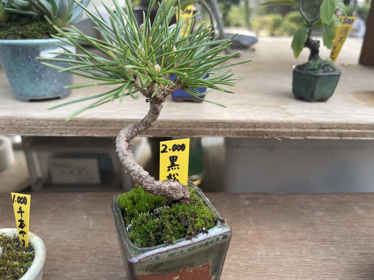 盆栽の価格を決める基準!高い盆栽を買う必要性はある?