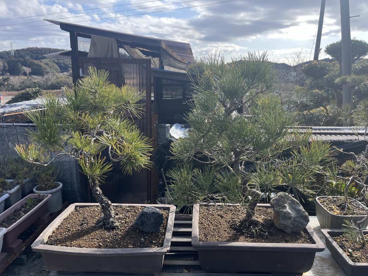 盆栽の最適な置き場所とは?日当たりとの関係やベランダと室内の違い