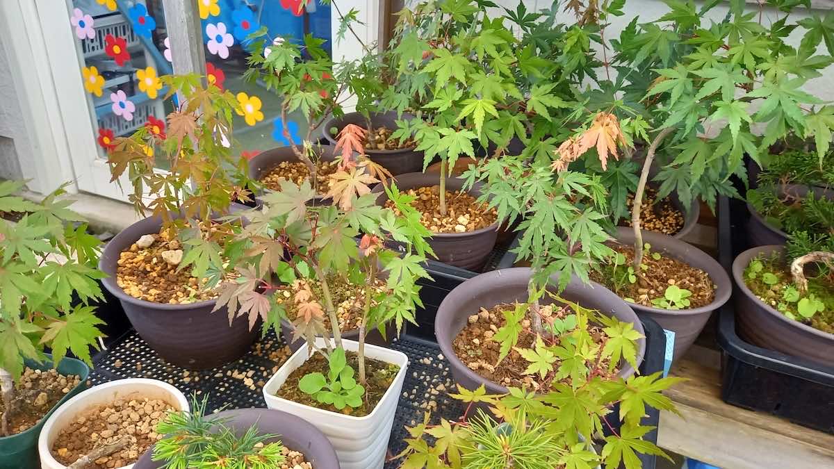 盆栽の始め方とは?初心者におすすめの種類と育て方!