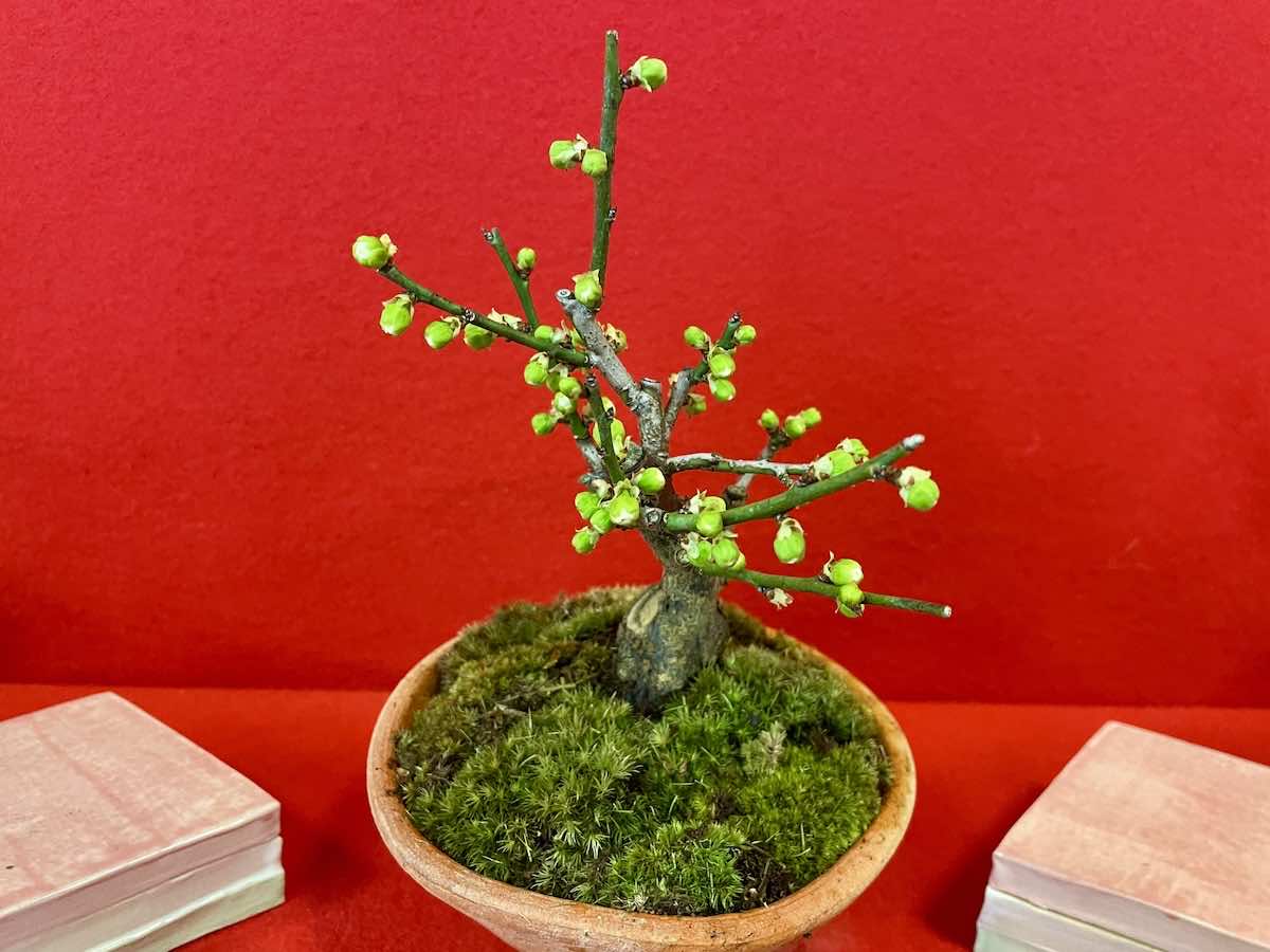 盆栽の手入れの基本とは?必要な道具や管理のコツを紹介!