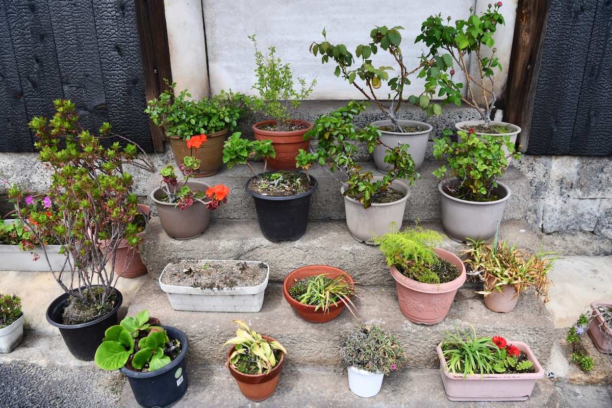 盆栽の種類とは?それぞれの樹形や育て方を解説!