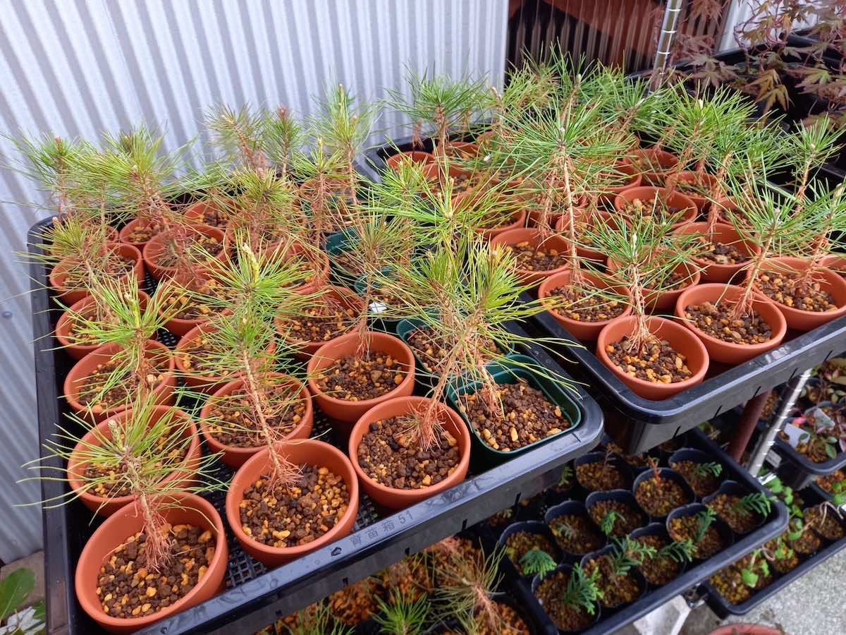 盆栽の魅力と楽しみ方!初心者におすすめの種類と購入方法