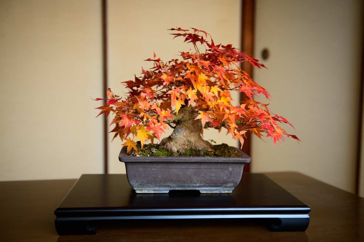 盆栽の歴史とは?盆栽の発祥と日本文化の発展