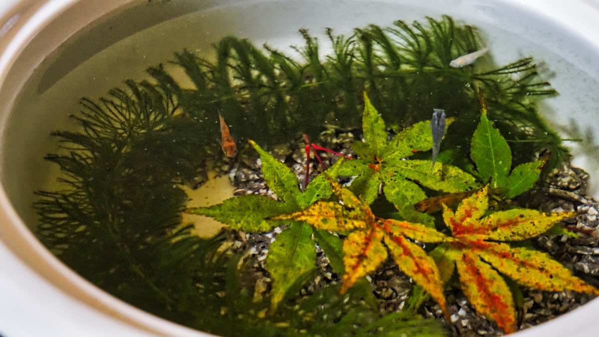 アクアポニックスとは？仕組みや利点、将来性を解説！