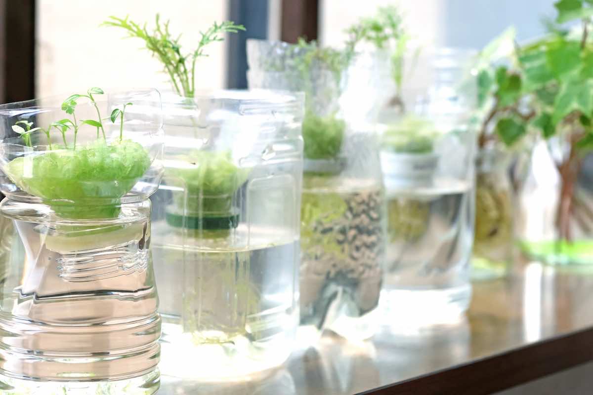 ペットボトルで水耕栽培！初心者におすすめの野菜は？