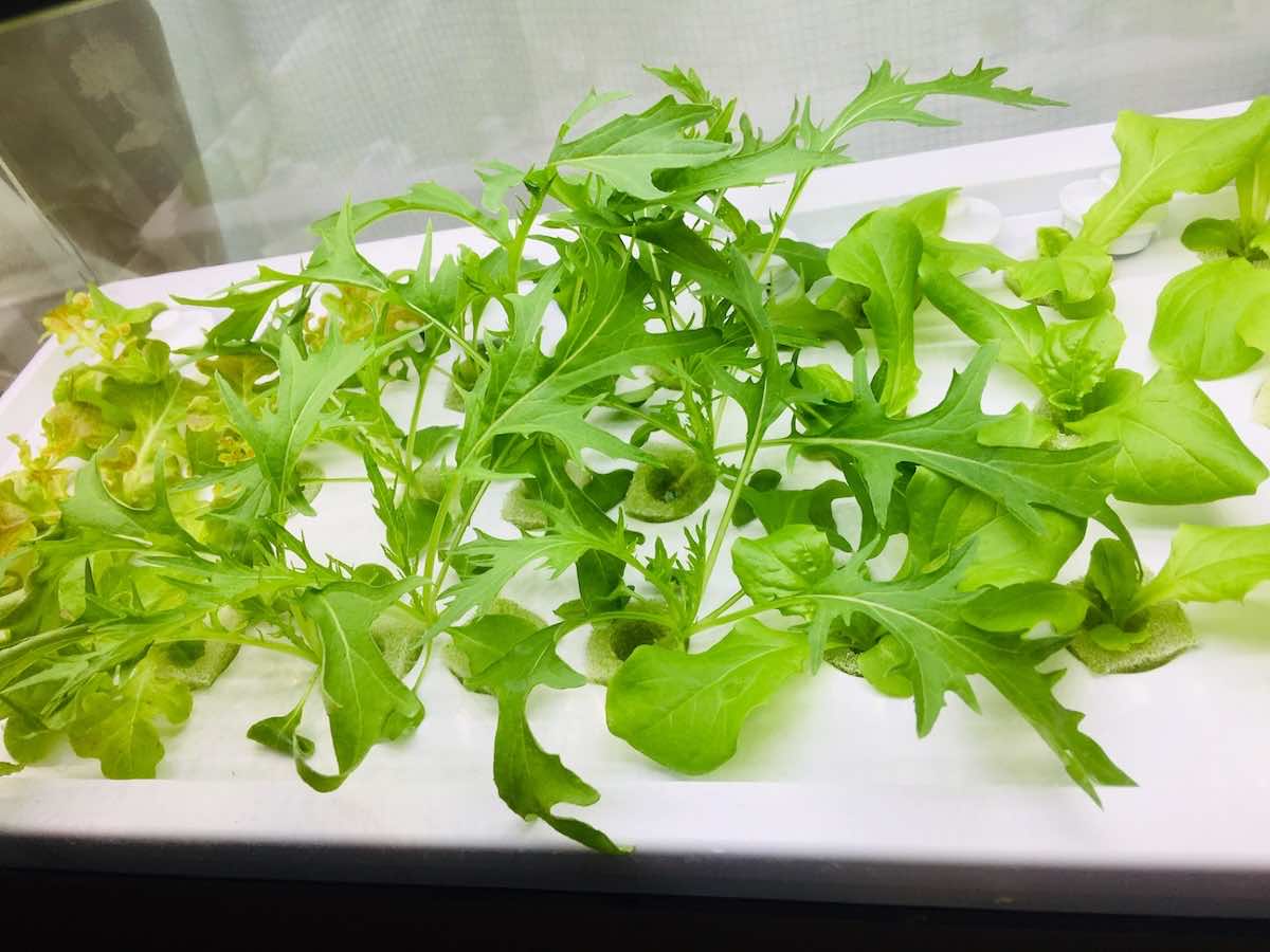 水耕栽培でおすすめの肥料は?タイミングや頻度も解説!