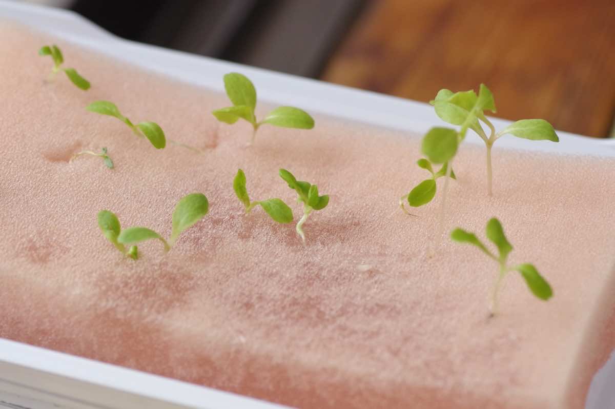 水耕栽培できる野菜は？やり方や100均で手に入る道具とは