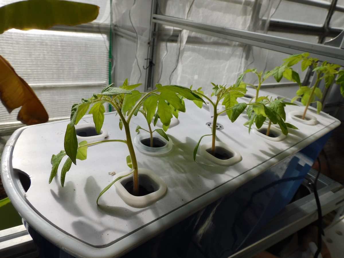 水耕栽培とは?特徴やメリット・デメリット、おすすめの野菜を解説!