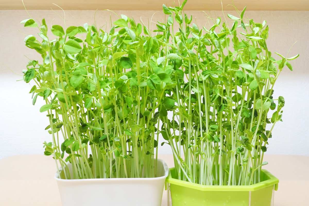 水耕栽培と植物工場の違いは？土耕栽培との違いも解説！