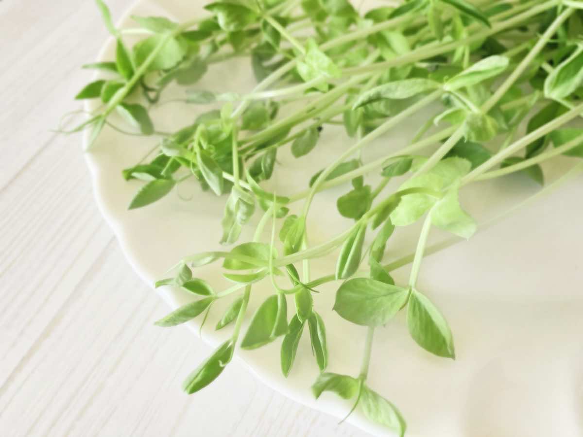 水耕栽培の失敗原因は?光・水・栄養管理を徹底しよう!